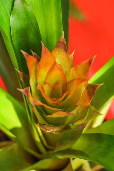 Guzmania Ist Eine Gattung Immergrüner Krautiger Pflanzen Aus Der Familie — Stockfoto