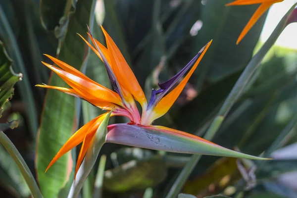 Strelitzia Una Planta Ornamental Nativa Sudáfrica Foto Tomada Isla Creta — Foto de Stock