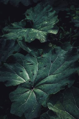 Koyu bir arka planda büyük yeşil burdock yaprakları.