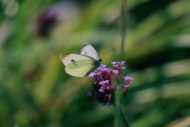 Yeşil arka planda mor çiçekte beyaz lahana kelebeği