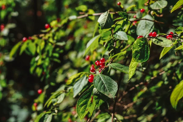 Green bush with red wolf berries in the sun light