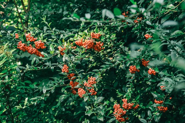 Bunch Orange Pyracantha Berries Dark Green Leaves Background — Stock Photo, Image