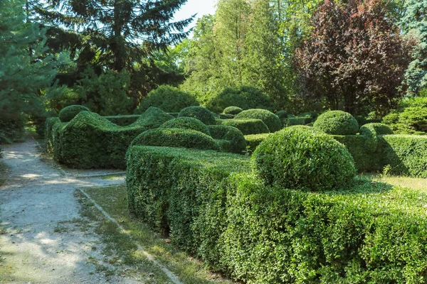 Curly green trimmed boxwood bushes in the park