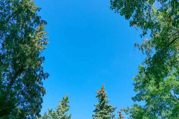 Tops Green Trees Blue Sky September — Stock Photo, Image