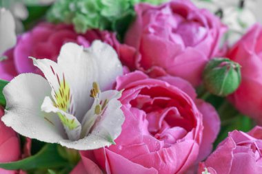 Çiçekli arka plan yakın plan. Su damlalarında beyaz zambak ve pembe güller