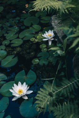 Vinca minor Groundcover Parlak Yeşil Yapraklar Periwinkle in Natural Garden Light