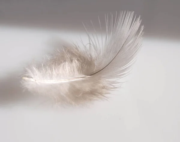 small white feather over white background