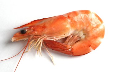 Beyaz arka planda kaynamış karides   