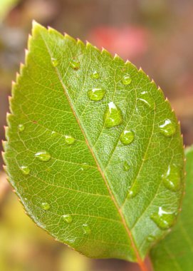 Yeşil yaprağın üzerine taze yağmur damlaları