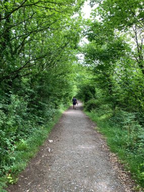 Ormanda yürü ve zambak göletleri 