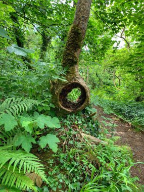 Ormanda yürü ve zambak göletleri 