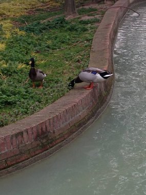 Madrid, İspanya. Paseo por la ciudad.