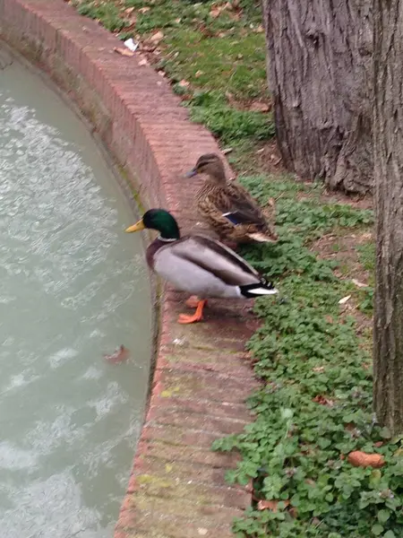 Madrid, İspanya. Paseo por la ciudad.