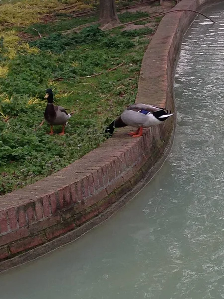 Madrid, İspanya. Paseo por la ciudad.