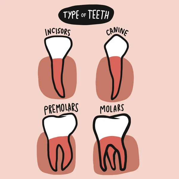 Tipo Ilustração Vetor Dentes —  Vetores de Stock