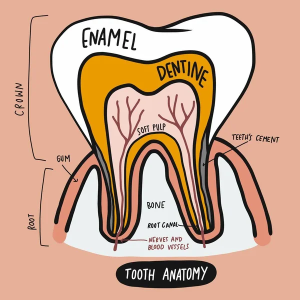 Tooth Anatomy Cartoon Vector Illustration — Stock Vector