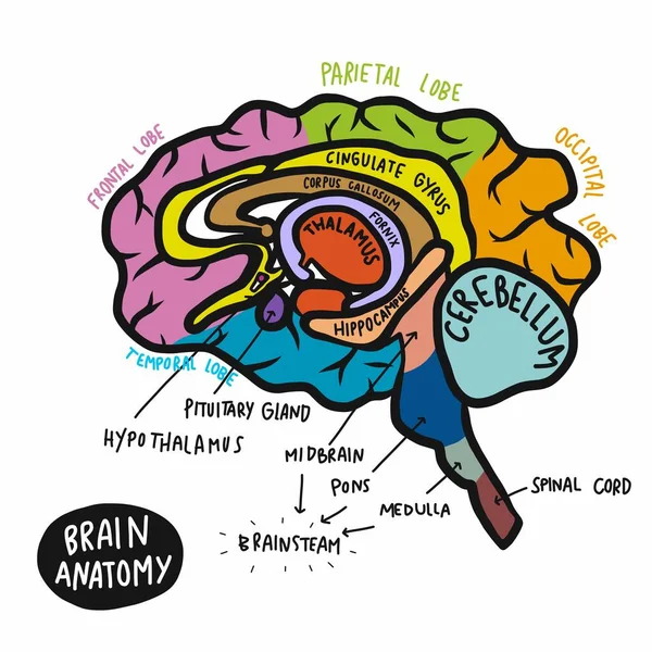 Renkli Insan Beyni Anatomisi Vektör Çizimi — Stok Vektör