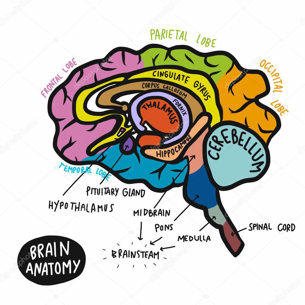Colourful human brain anatomy vector illustration