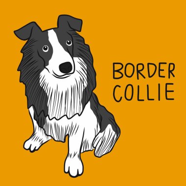 Sınır Collie köpek çizgi film vektör çizimi