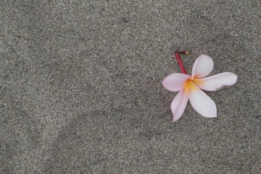 Kumsalda frangipani çiçeği