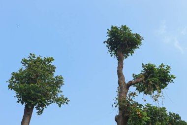 Tropikal bir yağmur ormanında, yeşil gölge ağacı.