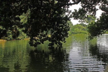 Tropikal bir yağmur ormanında, yeşil gölge ağacı.