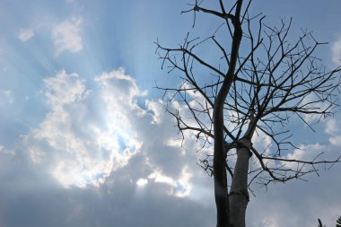 Ağaçlar ve dallar kurumuş arkaplan Parlak Mavi Gökyüzü