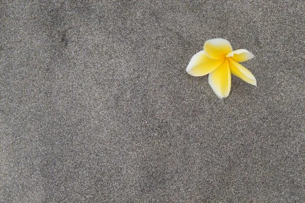 Kumsalda frangipani çiçeği