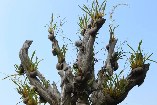 Ombre Verte Dans Une Forêt Tropicale Humide — Photo