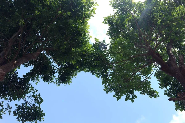 Árbol Sombra Verde Bosque Tropical Lluvioso —  Fotos de Stock