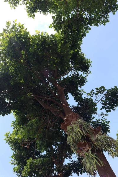 Tropikal bir yağmur ormanında, yeşil gölge ağacı.