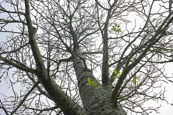 Träd Och Kvistar Torkad Bakgrund Ljusblå Himmel — Stockfoto