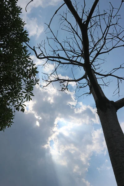 Árvores Galhos Fundo Seco Céu Azul Brilhante — Fotografia de Stock