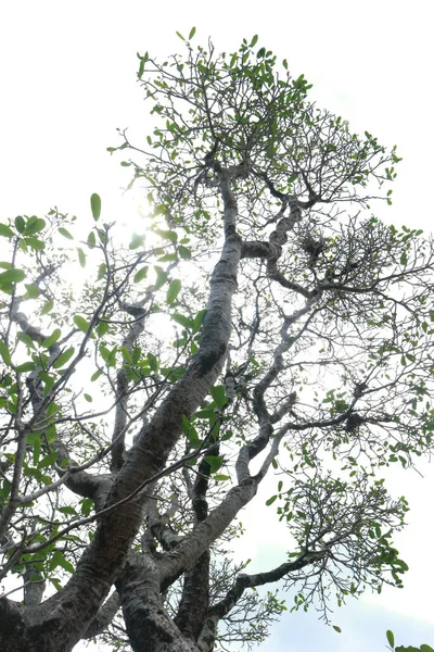 Árvore Sombra Verde Numa Floresta Tropical — Fotografia de Stock