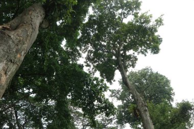 Tropikal bir yağmur ormanında, yeşil gölge ağacı.