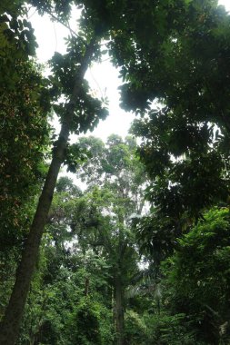 Tropikal bir yağmur ormanında, yeşil gölge ağacı.