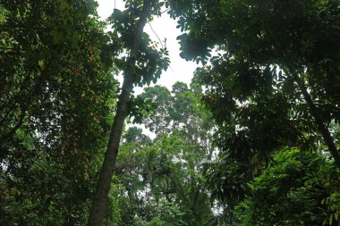 Tropikal bir yağmur ormanında, yeşil gölge ağacı.