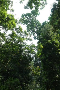 Tropikal bir yağmur ormanında, yeşil gölge ağacı.