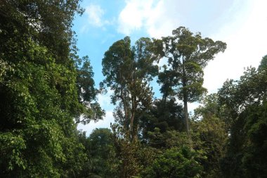 Tropikal bir yağmur ormanında, yeşil gölge ağacı.