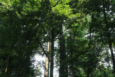 Tropikal bir yağmur ormanında, yeşil gölge ağacı.