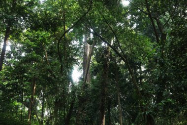 Tropikal bir yağmur ormanında, yeşil gölge ağacı.