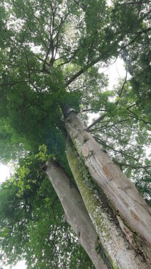 Tropikal bir yağmur ormanında, yeşil gölge ağacı.