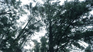 Tropikal bir yağmur ormanında, yeşil gölge ağacı.