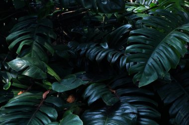 Yeşil yapraklar, tropikal yağmur ormanı ağaçları
