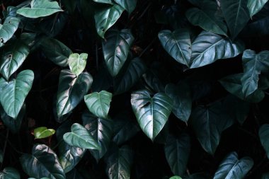 Yeşil yapraklar, tropikal yağmur ormanı ağaçları