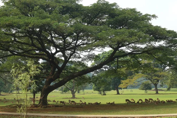 Árvore Sombra Verde Numa Floresta Tropical — Fotografia de Stock