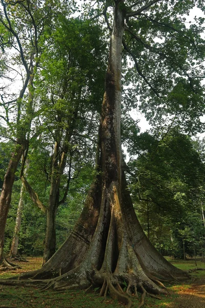 Ombre Verte Dans Une Forêt Tropicale Humide — Photo