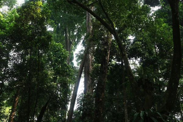 Zöld Árnyék Trópusi Esőerdőben — Stock Fotó
