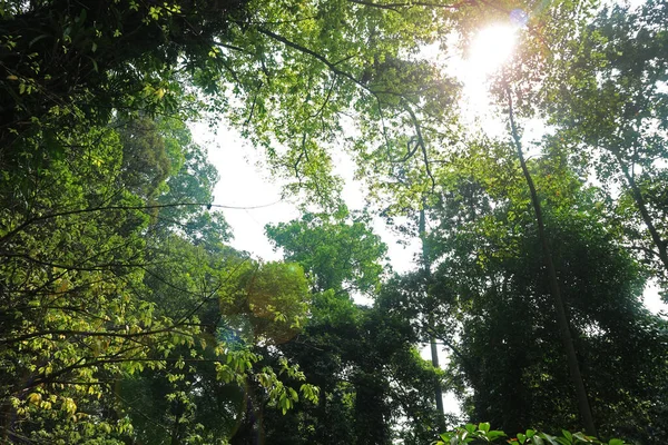 Pohon Hijau Hutan Hujan Tropis — Stok Foto