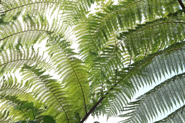Folhas Verdes Árvores Tropicais Floresta Tropical Perto — Fotografia de Stock